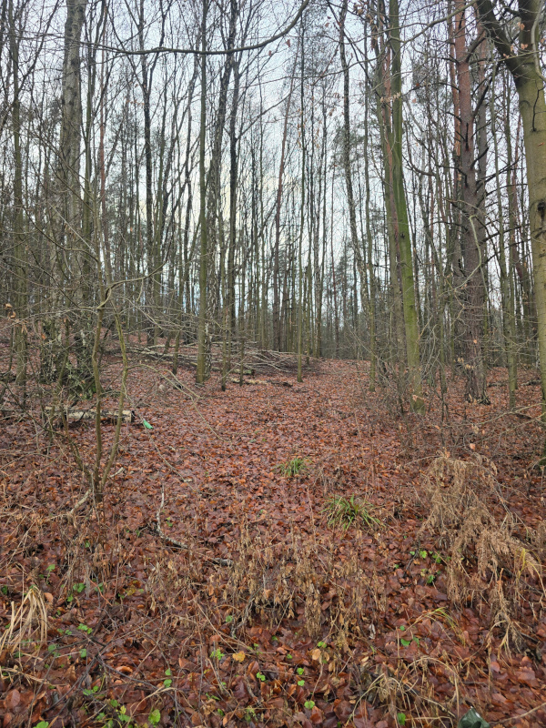 Zieleń i spokój - polana w Krzykawce